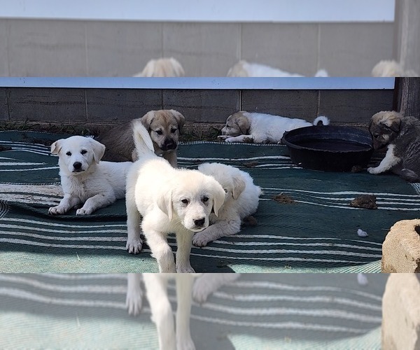Medium Photo #8 Anatolian Pyrenees Puppy For Sale in LEWIS, IA, USA