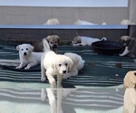 Small Photo #8 Anatolian Pyrenees Puppy For Sale in LEWIS, IA, USA