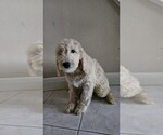 Puppy Black Goldendoodle