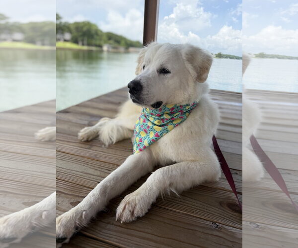 Medium Photo #2 Great Pyrenees Puppy For Sale in Dallas, TX, USA