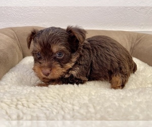 Yorkshire Terrier Puppy for Sale in HAYWARD, California USA
