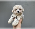 Puppy 3 Maltese-Poodle (Toy) Mix