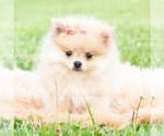 Small #2 Pomeranian