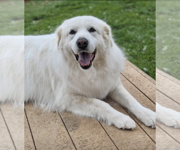Medium Photo #6 Great Pyrenees Puppy For Sale in Spring, TX, USA