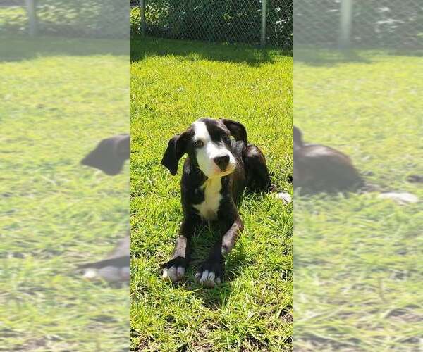 Medium Photo #4 Mutt Puppy For Sale in Wenonah, NJ, USA