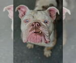 Small #2 Bulldog