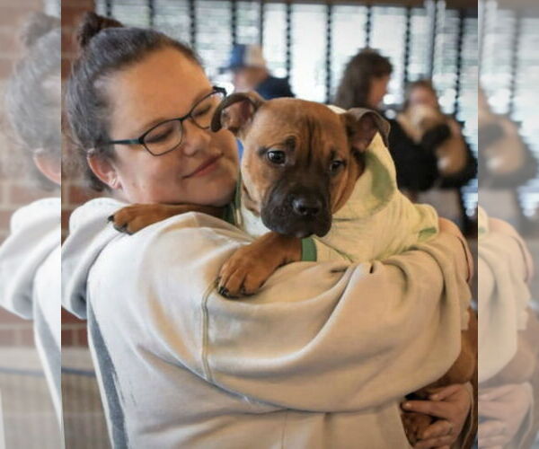 Medium Photo #35 Boxer-Unknown Mix Puppy For Sale in Holly Springs, NC, USA