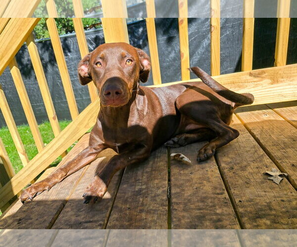 Medium Photo #6 Doberman Pinscher-Unknown Mix Puppy For Sale in Minneaoplis, MN, USA