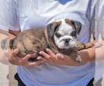 Small #1 Bulldog