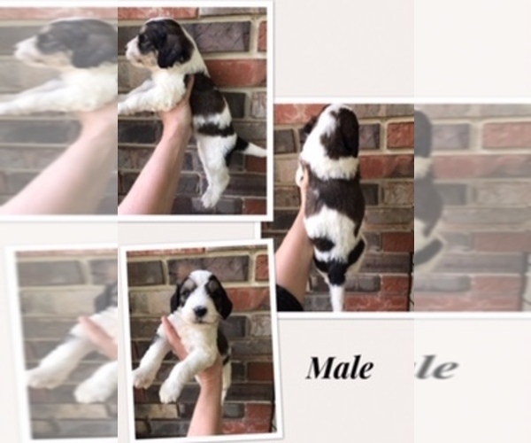 Medium Photo #5 Bernedoodle-Poodle (Standard) Mix Puppy For Sale in COOKEVILLE, TN, USA