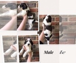 Small Photo #5 Bernedoodle-Poodle (Standard) Mix Puppy For Sale in COOKEVILLE, TN, USA
