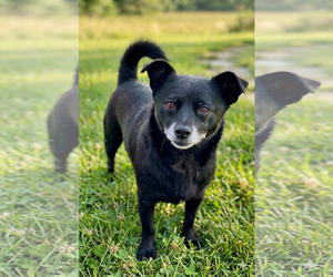Panther - Male Chihuahua-Schipperke Mix Dog for Adoption - Photo #5