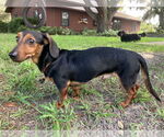 Small #3 Dachshund