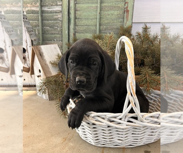 Medium Photo #3 Great Dane Puppy For Sale in MIDDLEBURY, IN, USA