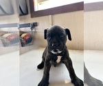 Puppy 4 Bullmastiff-Mastador Mix
