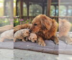 Image preview for Ad Listing. Nickname: Litter of 2