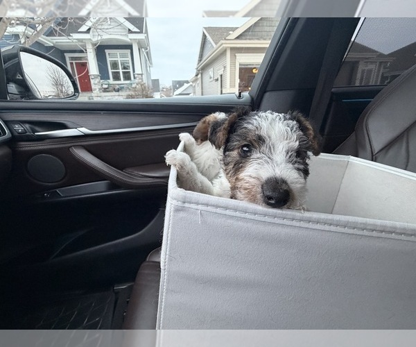 Medium Photo #1 Wire Fox Terrier Puppy For Sale in MIDDLETON, WI, USA