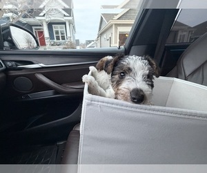 Wire Fox Terrier Puppy for sale in MIDDLETON, WI, USA