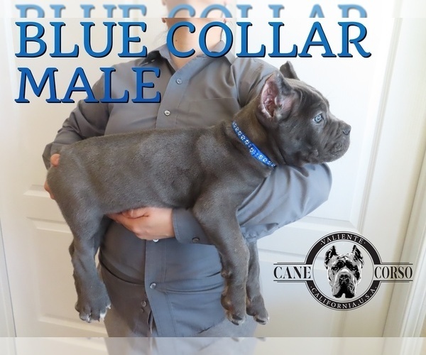 Medium Photo #9 Cane Corso Puppy For Sale in APPLE VALLEY, CA, USA