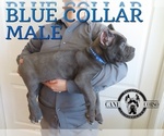 Small Photo #9 Cane Corso Puppy For Sale in APPLE VALLEY, CA, USA