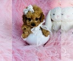 Small #17 Poodle (Toy)