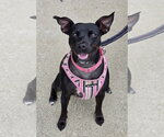 Small Photo #26 Mutt Puppy For Sale in Mundelein, IL, USA