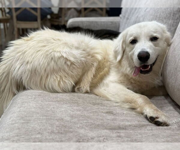 Medium Photo #5 Great Pyrenees Puppy For Sale in Dana Point, CA, USA