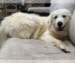 Small #4 Great Pyrenees