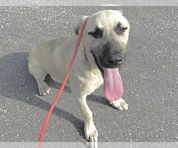 Medium Photo #2 Black Mouth Cur-Unknown Mix Puppy For Sale in Houston, TX, USA