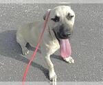 Small #1 Black Mouth Cur Mix