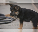 Small Photo #6 German Shepherd Dog Puppy For Sale in ALBUQUERQUE, NM, USA