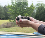 Puppy 4 Border Collie