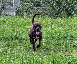 Kage - Male Bullboxer Pit Dog for Adoption - Photo #4