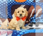 Small Photo #3 Cavachon Puppy For Sale in AIRVILLE, PA, USA