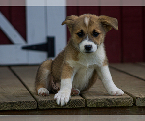 Pembroke Welsh Corgi Puppy for sale in LIBERTY, KY, USA