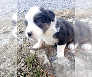 Australian Shepherd Puppy for sale in ABINGDON, VA, USA