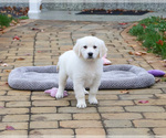 Small #4 English Cream Golden Retriever