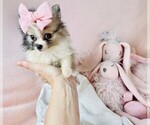 Small #9 Pomeranian