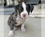 Small #3 Boxer
