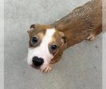 Small #1 American Pit Bull Terrier Mix