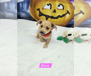Medium Dachshund Mix