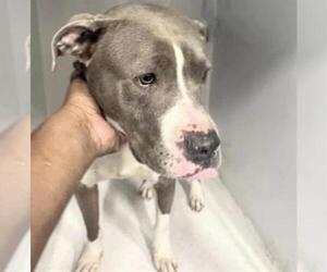 Mutt Dogs for adoption in Houston, TX, USA