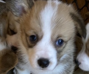 Pembroke Welsh Corgi Puppy for sale in ROBERTS, MT, USA