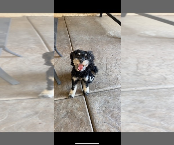 Medium Photo #1 Schnoodle (Miniature) Puppy For Sale in DIXON, CA, USA