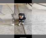 Small Photo #1 Schnoodle (Miniature) Puppy For Sale in DIXON, CA, USA