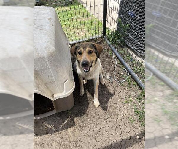 Medium Photo #1 Australian Shepherd Puppy For Sale in Waco, TX, USA