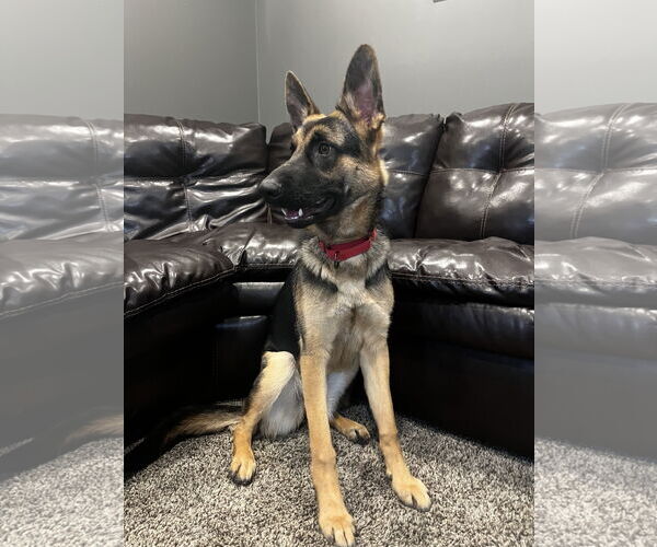 Medium Photo #8 German Shepherd Dog-Unknown Mix Puppy For Sale in Princeton, MN, USA