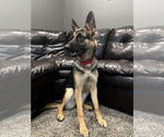 Small #7 German Shepherd Dog Mix