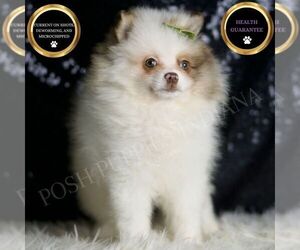 Pomeranian Puppy for sale in WARSAW, IN, USA