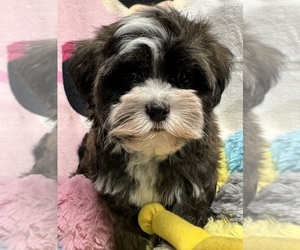 Havanese Puppy for sale in LIVONIA, MI, USA
